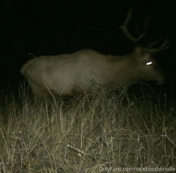 nicebassblondie