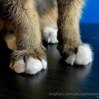 Uwucaptain666